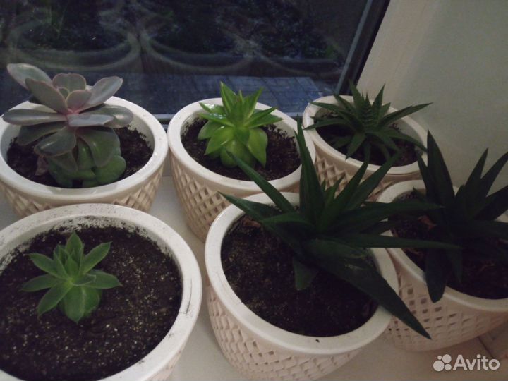 Суккуленты