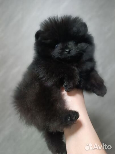 Померанский шпиц тип мишка