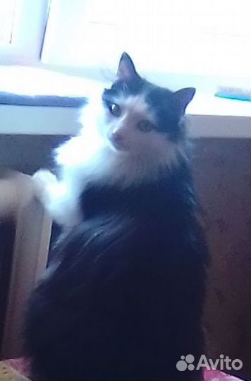 Отдам в добрые руки