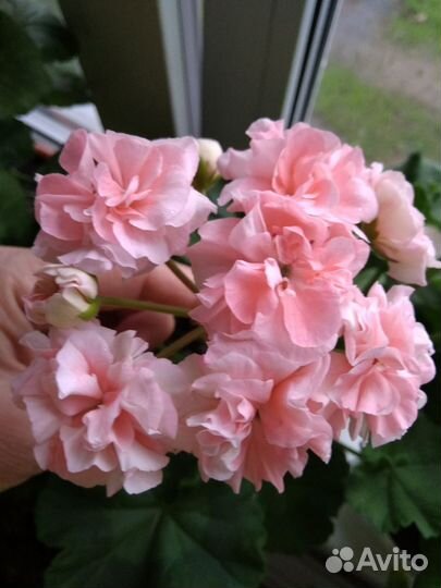 Пеларгонии сортовые