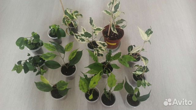 Фикус де Гантель Керли Эльдорадо Регидан Ирен купить в Санкт-Петербурге ...