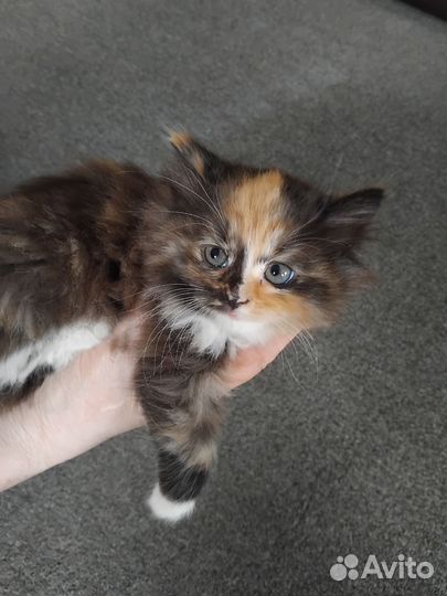 Котятки в добрые руки