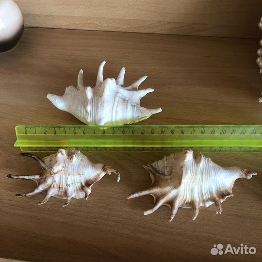 Морские раковины, коралл