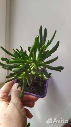 Крассула хоббит толстянка денежное дерево