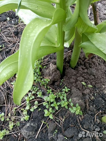 Рябчик императорский