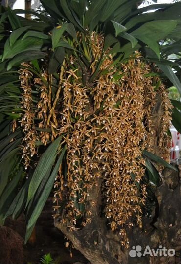 Coelogyne pulverula (syn. Coelogyne dayana)