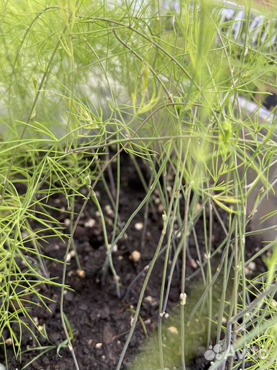 Рассада спаржи