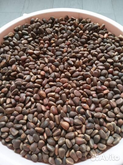 Орех кедровый