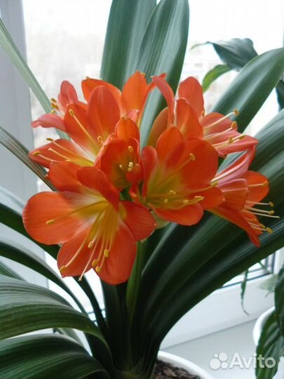 Цветок кливия