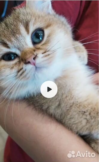 Золотой пухляш Рикки из питомника