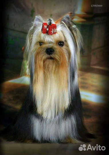 Мальчик из питомника Stribrne Prani приглашает дам