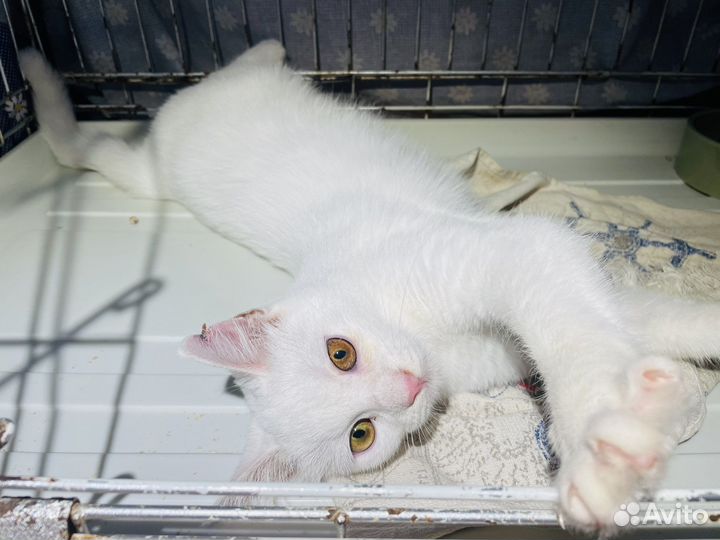 Котенок