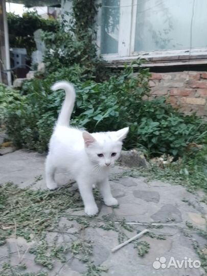 Кошка в хорошие руки
