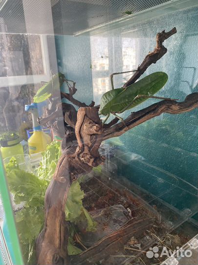 Гигантский кузнечик