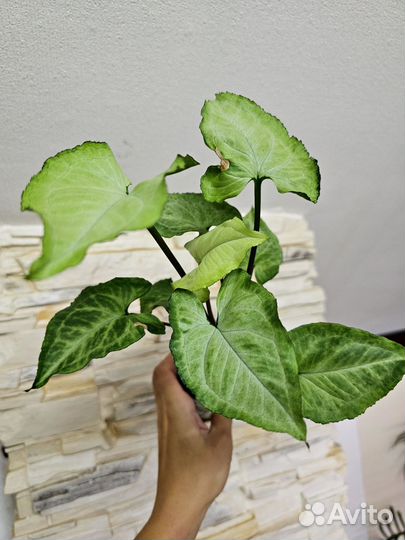 Сингониумы, ароидные