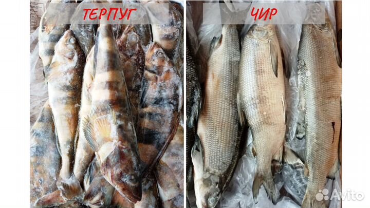 Рыба целая, филе, стейки