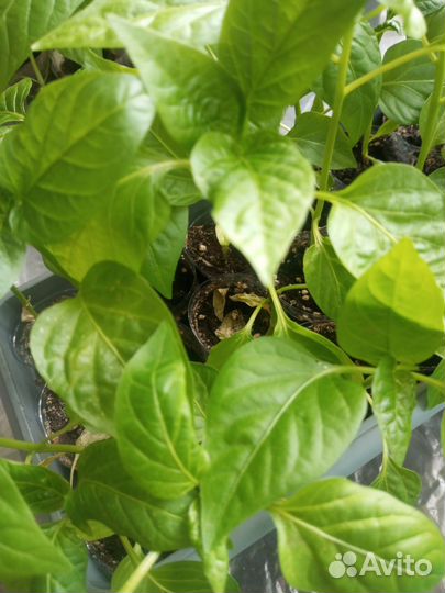 Рассада помидор и перцев