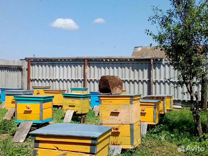 Продам пчелосемьи