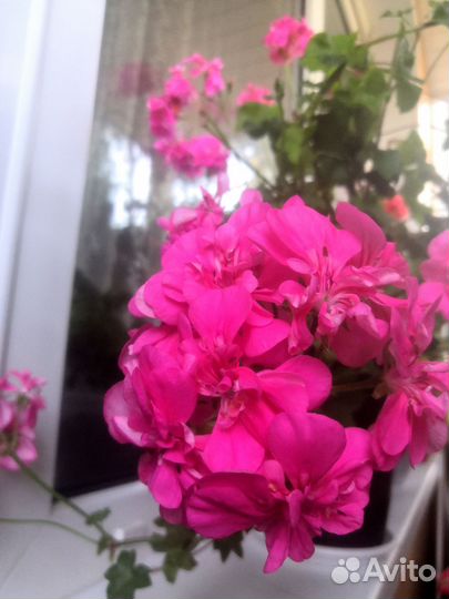 Пеларгония герань