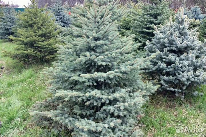 Ель голубая