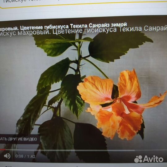Гибискус