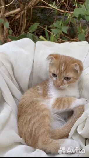 Шотландская (шиншилла)