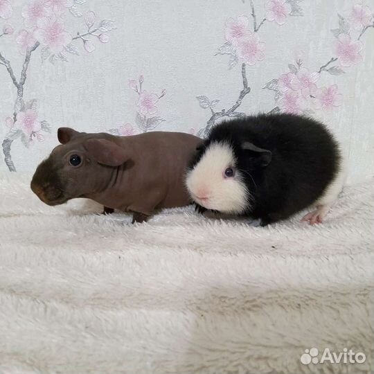 Передержка грызунов