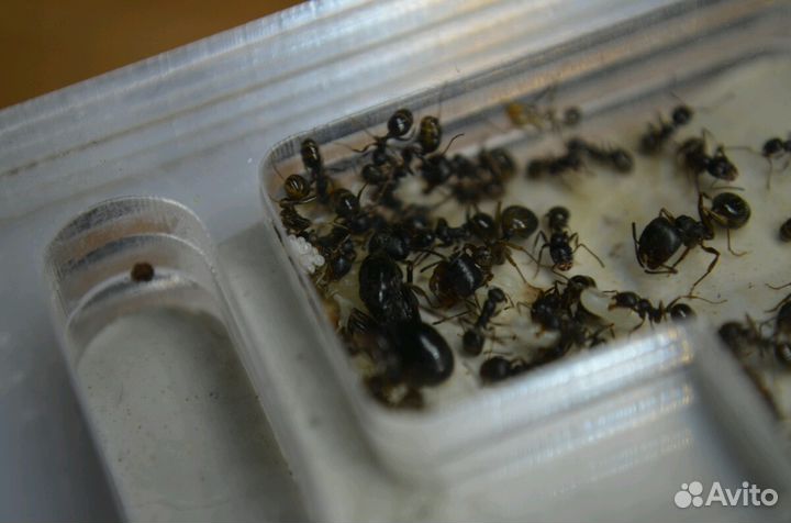 Муравьи жнецы, экзотические муравьи