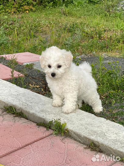 Щенки бишон фризе