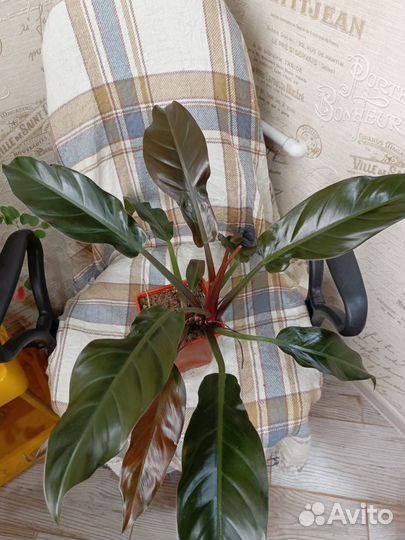 Филодендрон