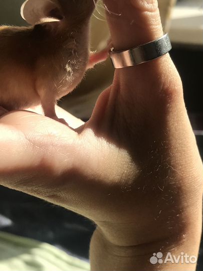 Мыши декоративные с клеткой