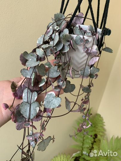 Домашние растения, цветы, комнатные растения