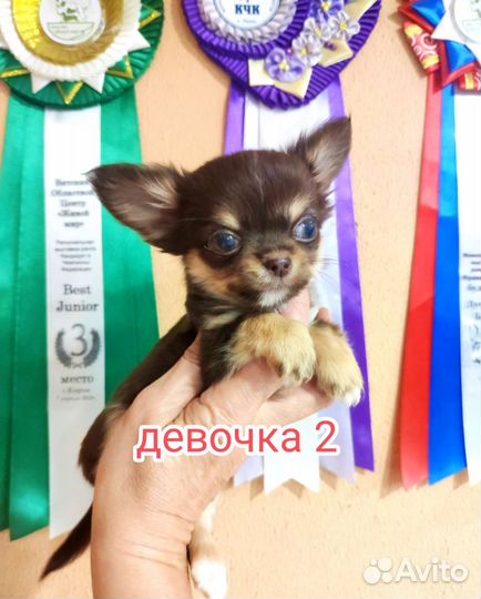 Щенки Чихуахуа