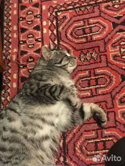 Кошка на вязку