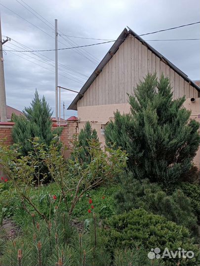 Можжевельник