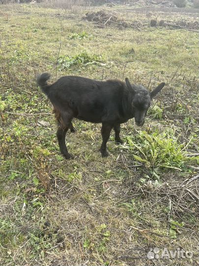 Коза дойная