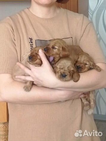 Домашние животные собаки щенки