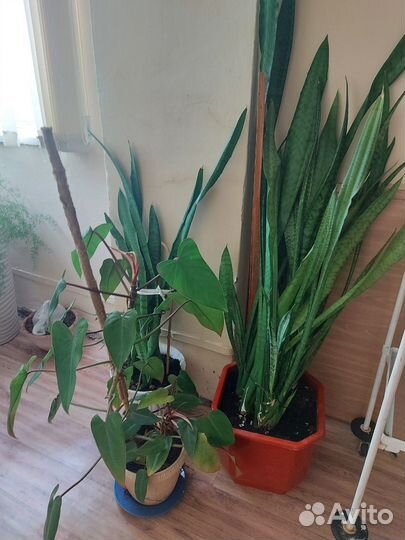 Гибискус,розы,монстера,жен.счастье и мн.другие