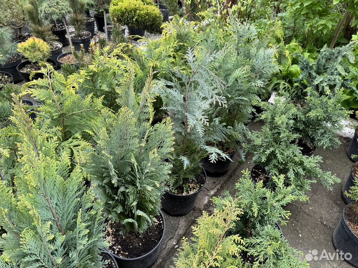 Декоративные растения