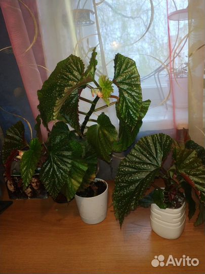 Комнатные цветы