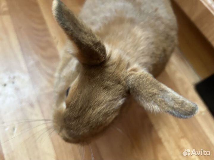 Карликовый кролик беличий из Царского Кролика