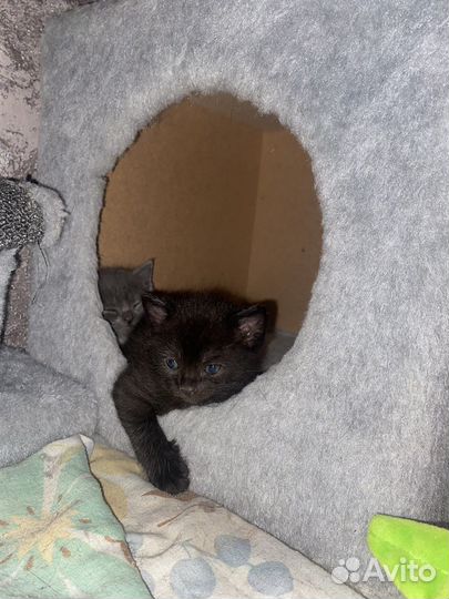Милые котята
