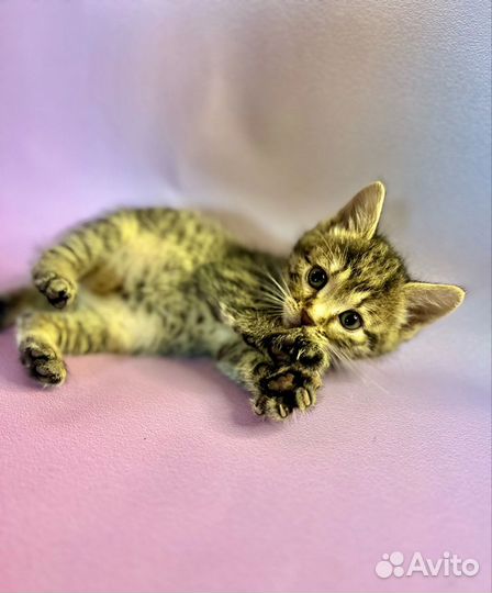 Котята девочки в добрые руки