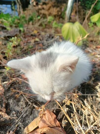 Котик бесплатно