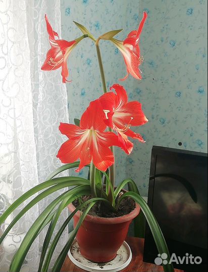 Гиппиаструм