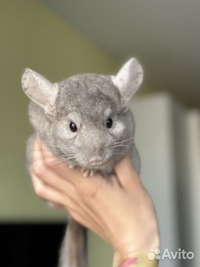 Шиншилла мальчик