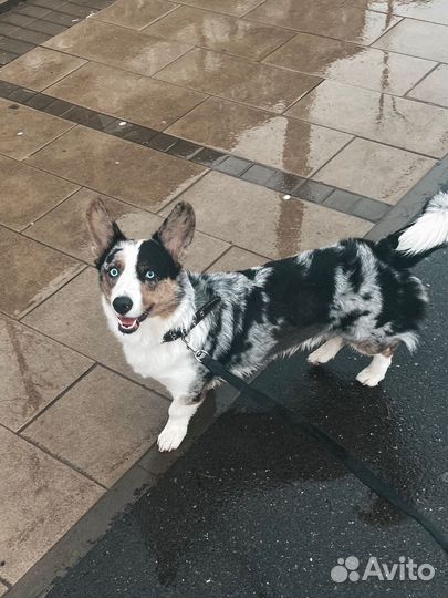 Вязка вельш-корги кардиган мраморный