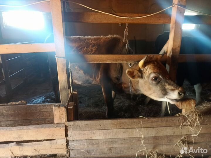 Джерсийский бык