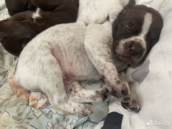 Щенки курцхаара