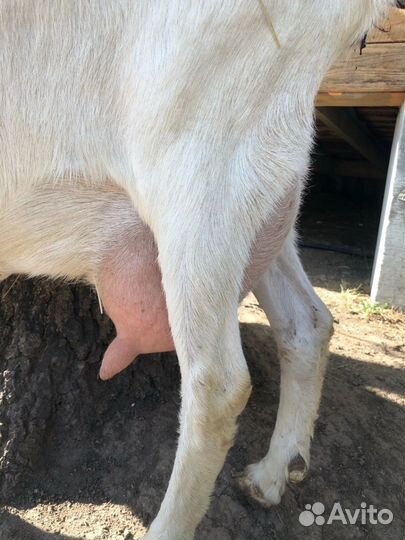 Дойные козы и козел